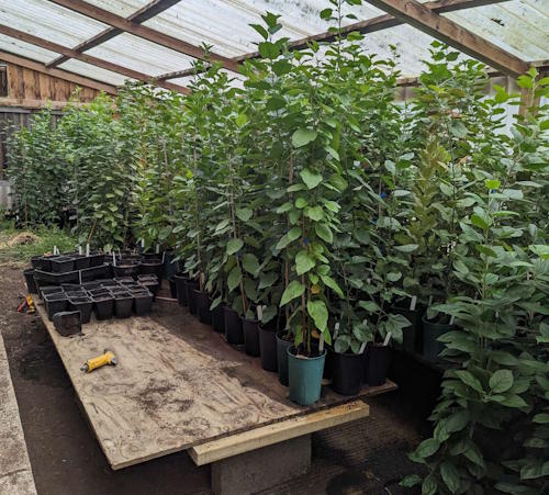 Seedling trees