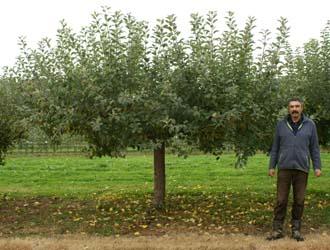 How much are mature fruit trees