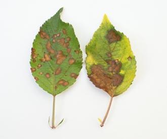 Apple Scab - Symptoms on Cox's Orange Pippin leaves