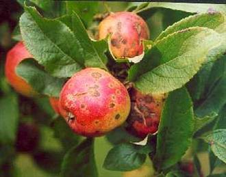 Apple Scab - Sypmtoms on Gala apples