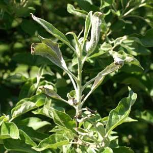 Apple Powdery Mildew - Symptoms on leaves