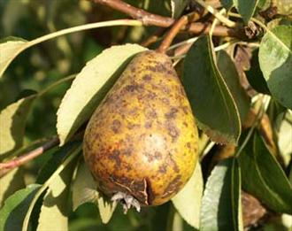 Pear Scab - Symptoms on fruit