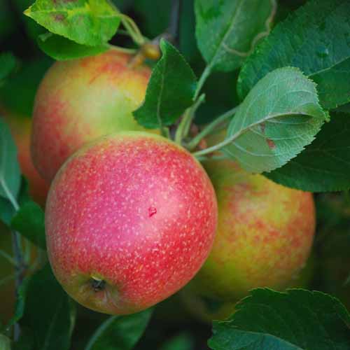 Adams Pearmain