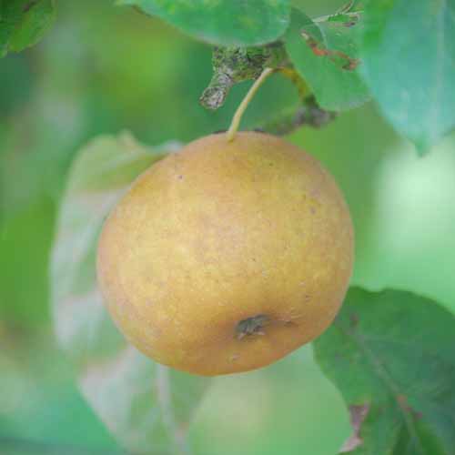 Ashmead's Kernel