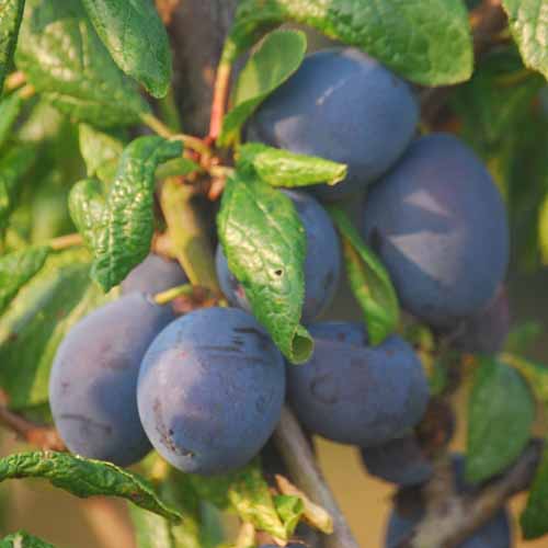 Aylesbury Prune