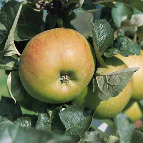 Bramley's Seedling