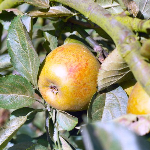 Claygate Pearmain