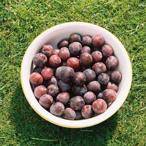 Rivers Early Prolific