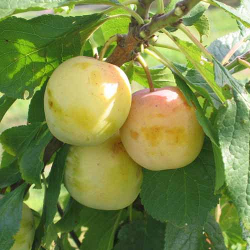 Early Transparent Gage