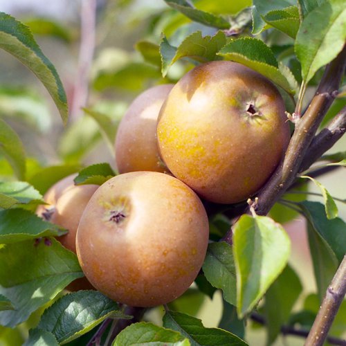 Egremont Russet