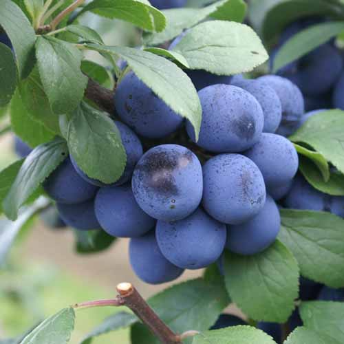 Farleigh Damson
