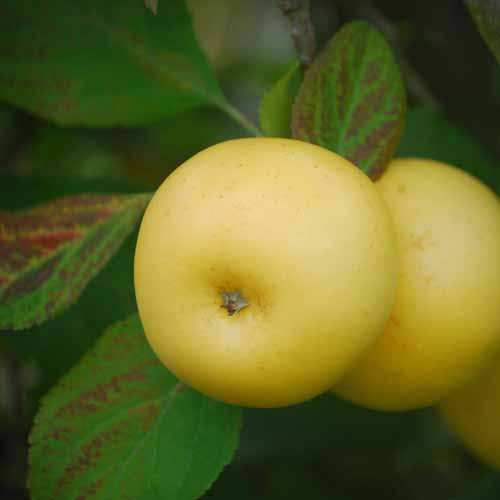 Nuvar® Golden Hills