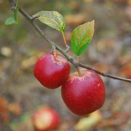 Hamid's Red Pippin®