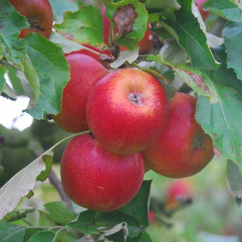 Karmijn de Sonnaville