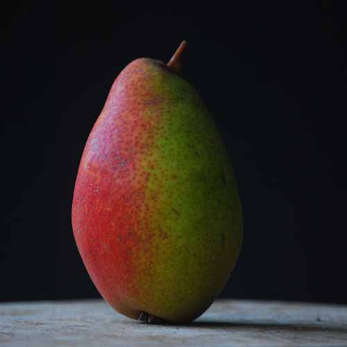 Louise Bonne of Jersey