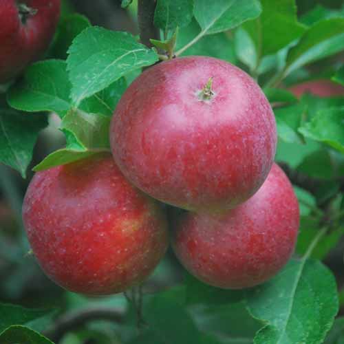 McIntosh Red