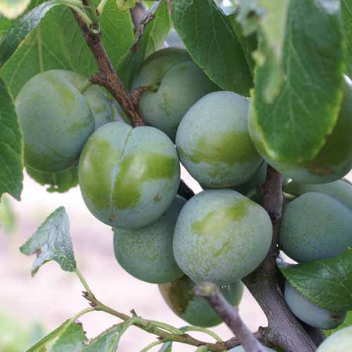 Reine Claude de Bavay