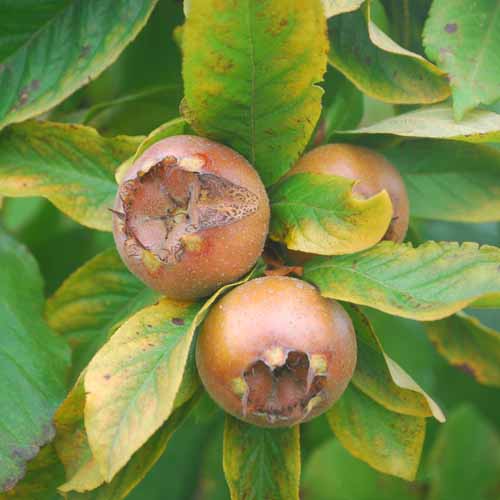 Royal Medlar