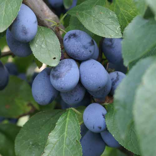Shropshire Prune