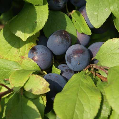 Small Black Bullace