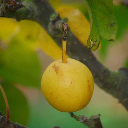 Twentieth Century Asian Pear