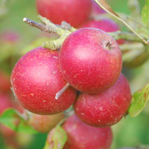 Tydeman's Late Orange