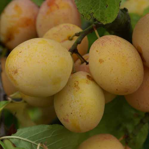 Warwickshire Drooper