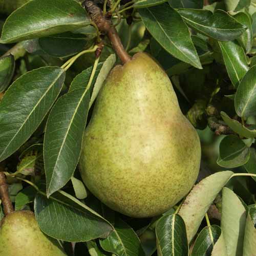 Williams Bon Chretien