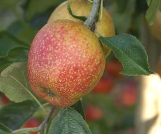 Late fruiting apple trees