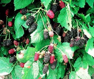 Blackberry - Adrienne