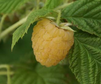 Raspberry - Allgold