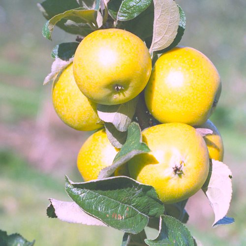 Ananas Reinette