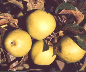 Golden Delicious