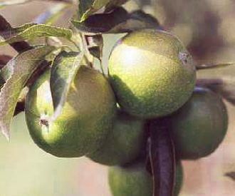 Granny Smith