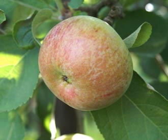 Irish Peach