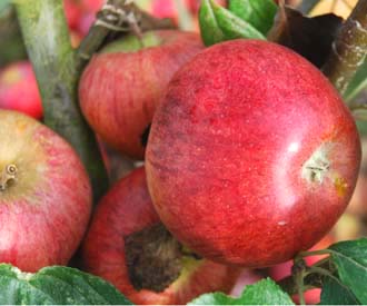 Apple - Lamb's Seedling