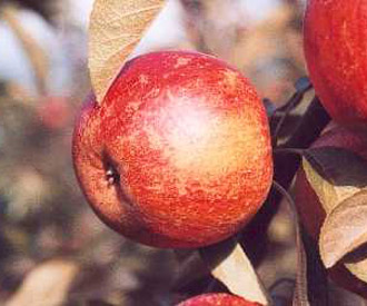Margil fruit tree