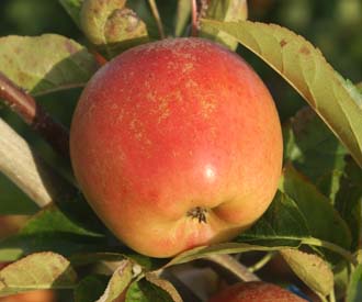 Apple - Tentation