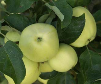 Uk apple white Apple White