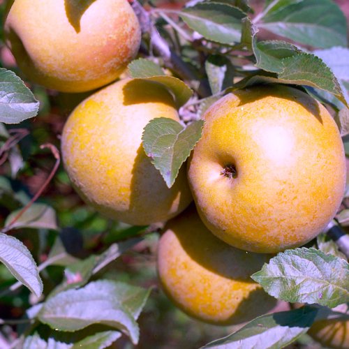 Aromatic Russet