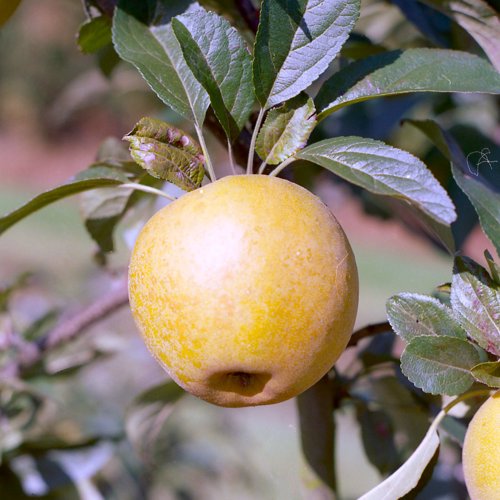 Aromatic Russet