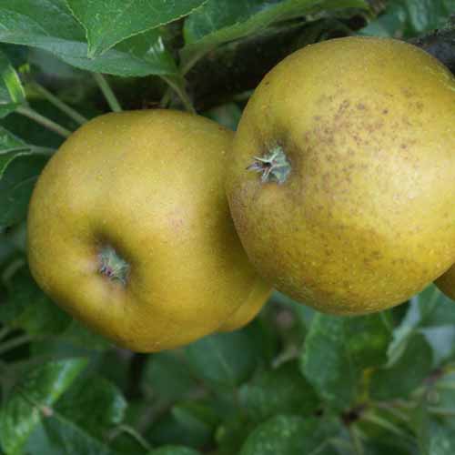 Ashmead's Kernel
