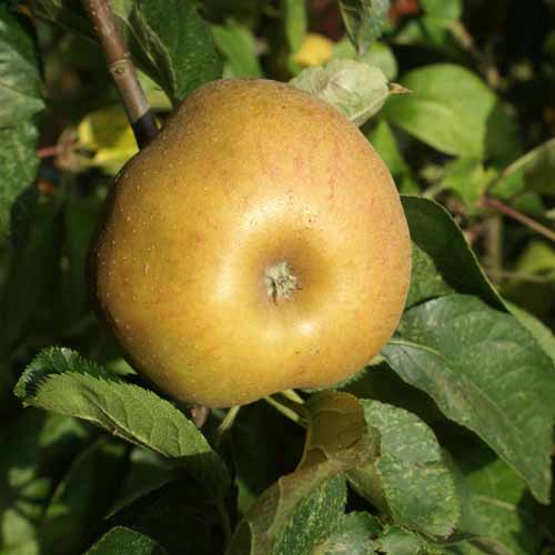 Ashmead's Kernel