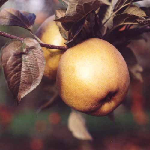 Ashmead's Kernel