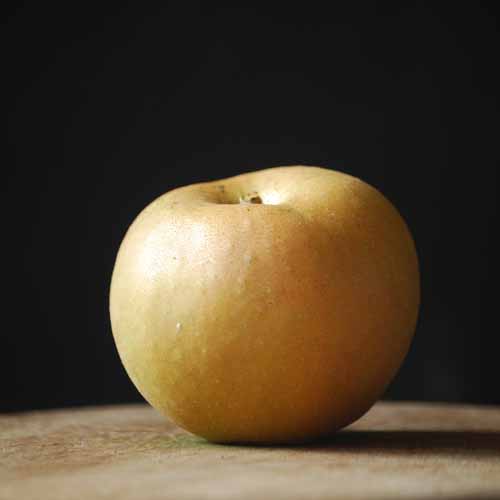Ashmead's Kernel