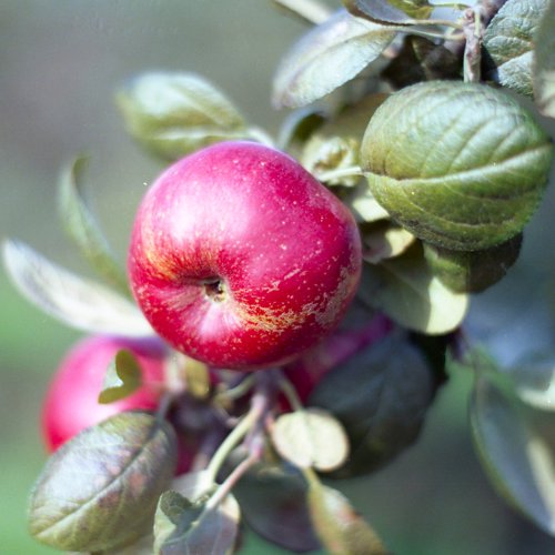 Baumans Reinette