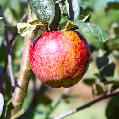 Baxters Pearmain
