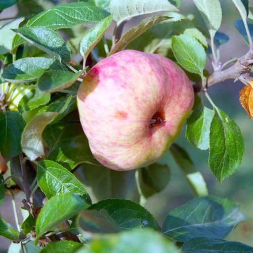 Belle Flavoise