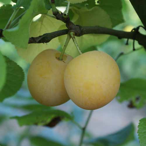 Belgian Greengage