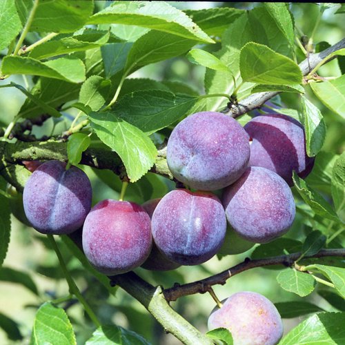 Belgian Purple